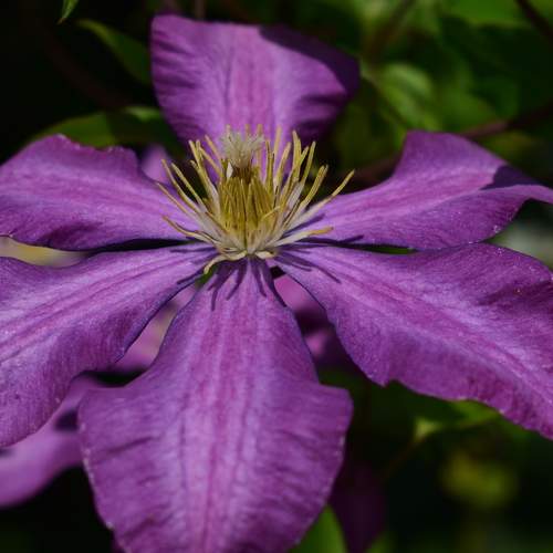 Photo #10867273