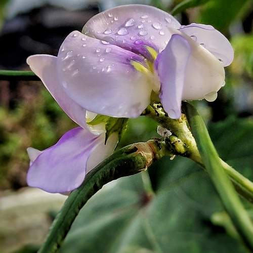 Photo #10867418