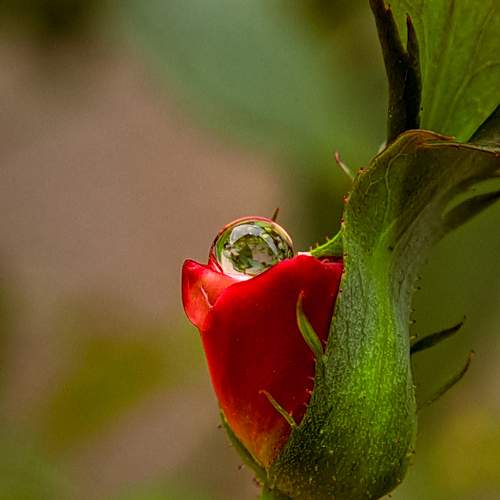Photo #10867422
