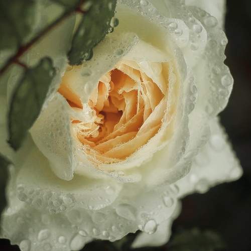 Photo #10867451