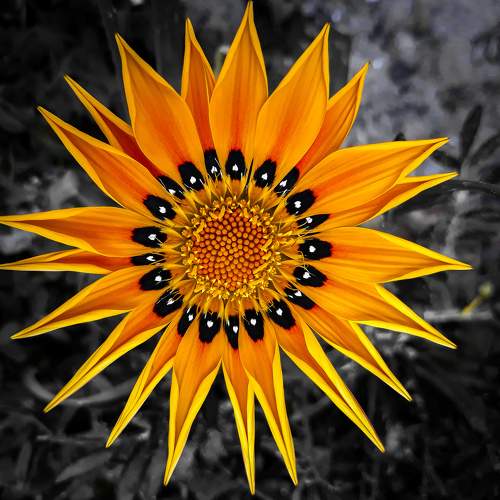 Photo #10867665