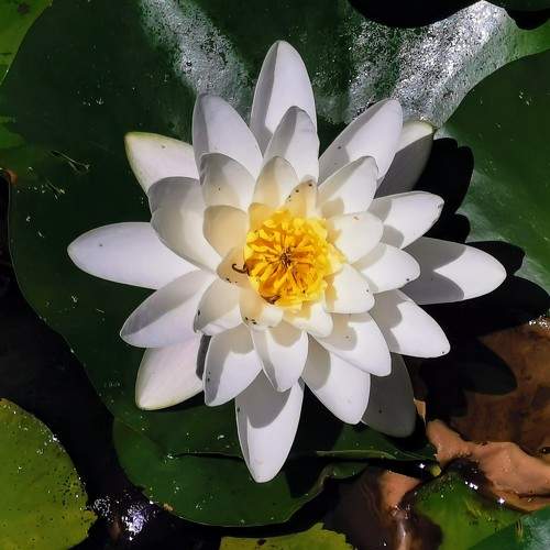 Photo #10868118