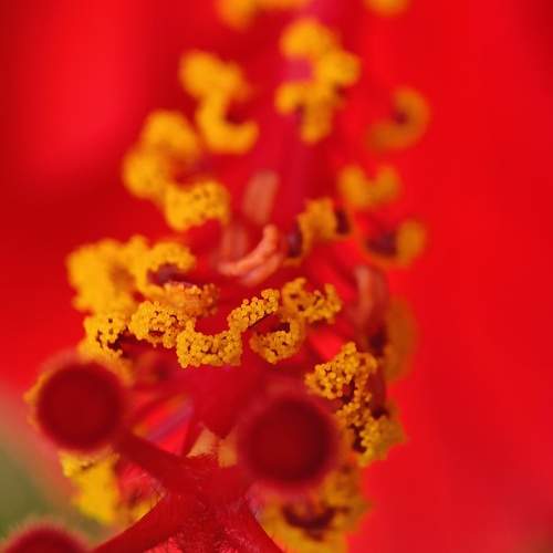 Crimson Explosion