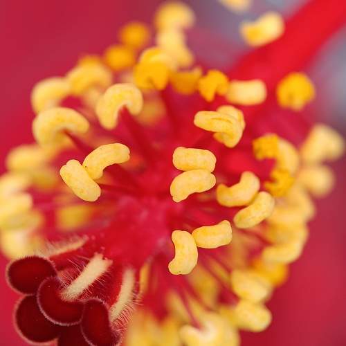 Floral Fireworks