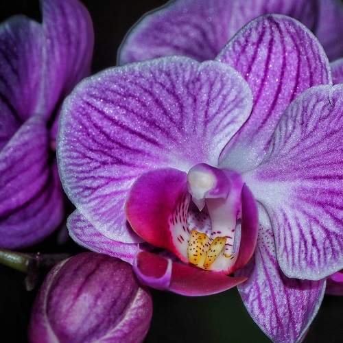 Photo #10868361