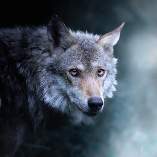 Photo #10868388