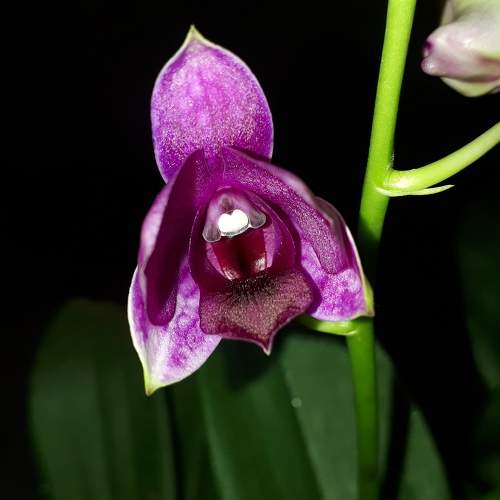 Purple Orchid