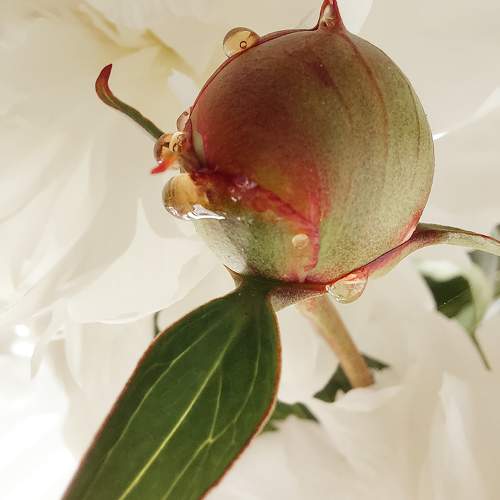 Photo #10868780