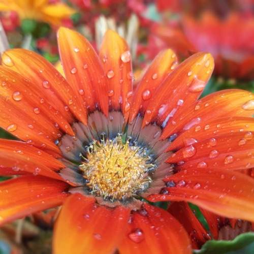 Photo #10868870
