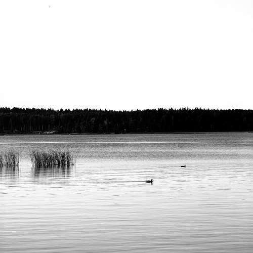 Photo #10869052