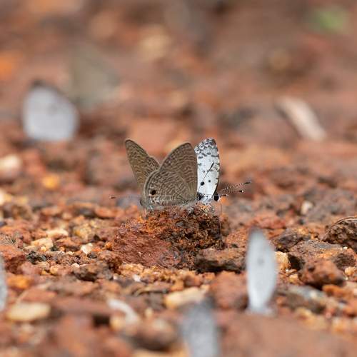 Photo #10869097