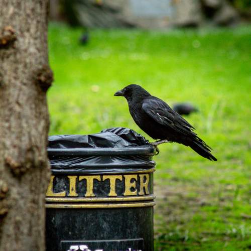 Photo #10869138
