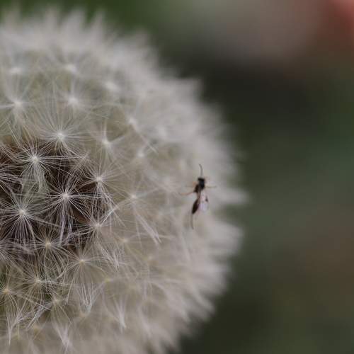 Photo #10869249