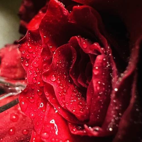 Photo #10869286
