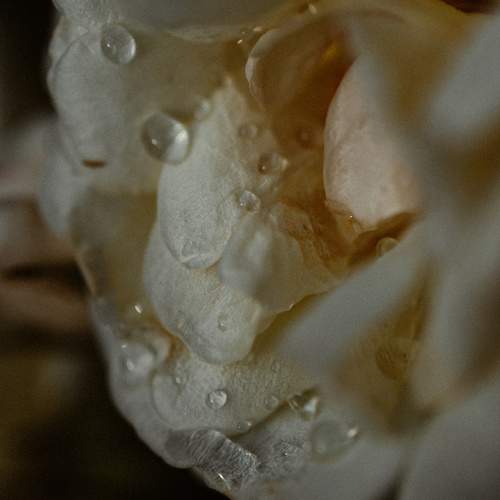 Photo #10869306