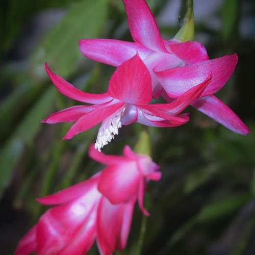 Photo #10869546