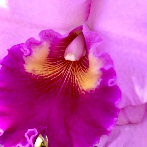 Macrofotografia com orquidea