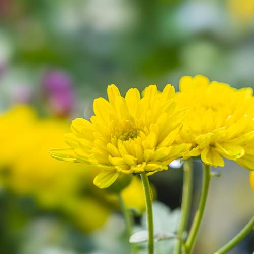 Macro-shot of Yellow Flower