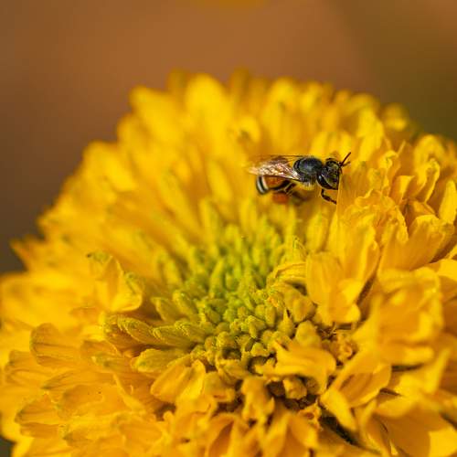 Honey Bee on the Flower