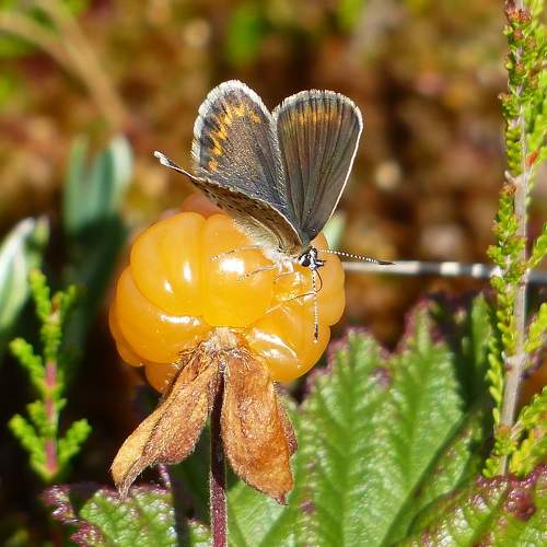 Photo #10869813