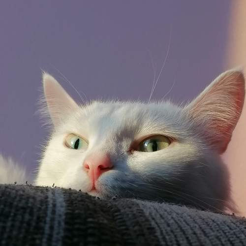 Photo #10869855
