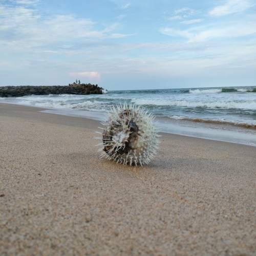 Photo #10870004