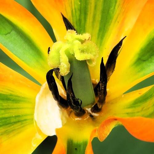 Photo #10870066