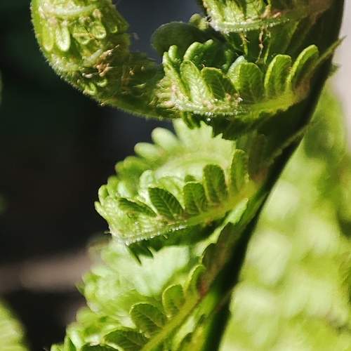 Photo #10870188