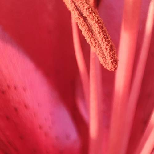 Photo #10870193