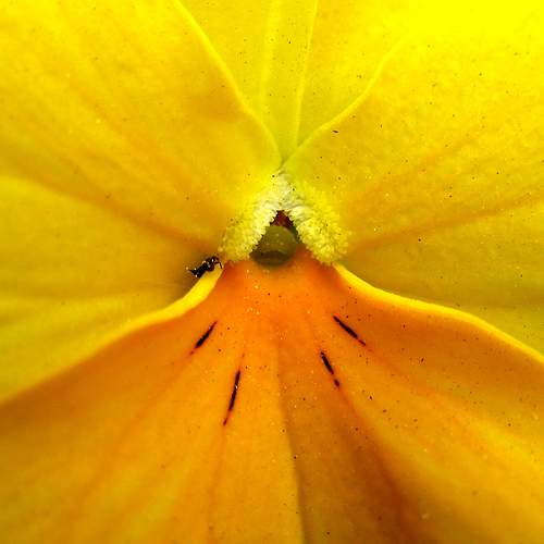 Photo #10870489