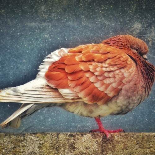 Photo #10870533
