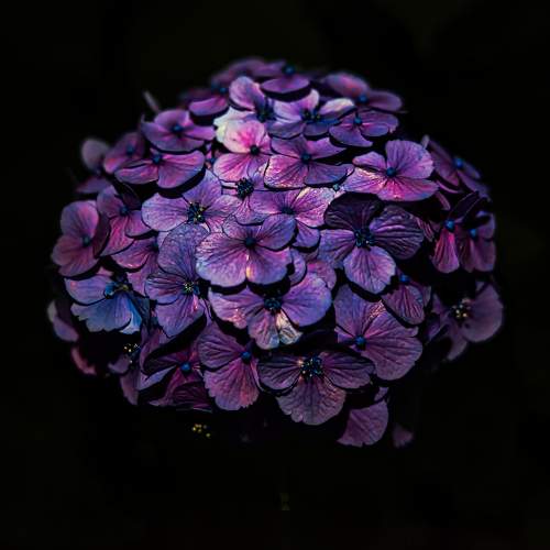 Photo #10870702