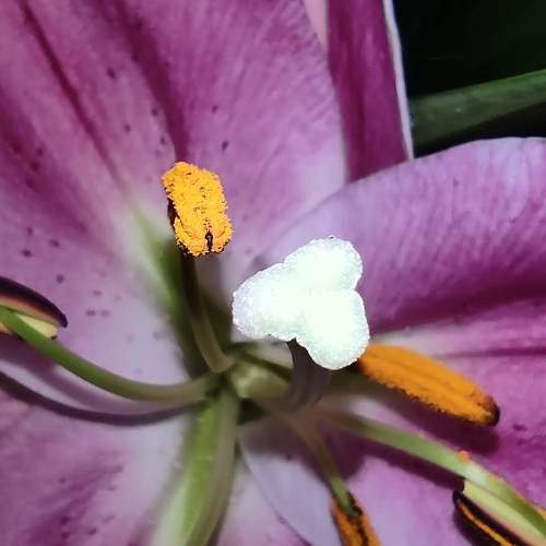 Photo #10870911