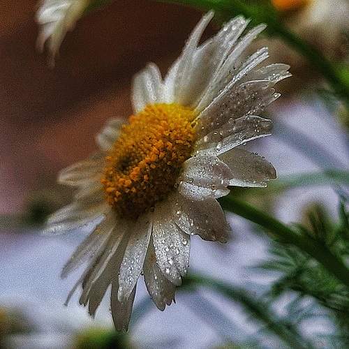 Photo #10871117