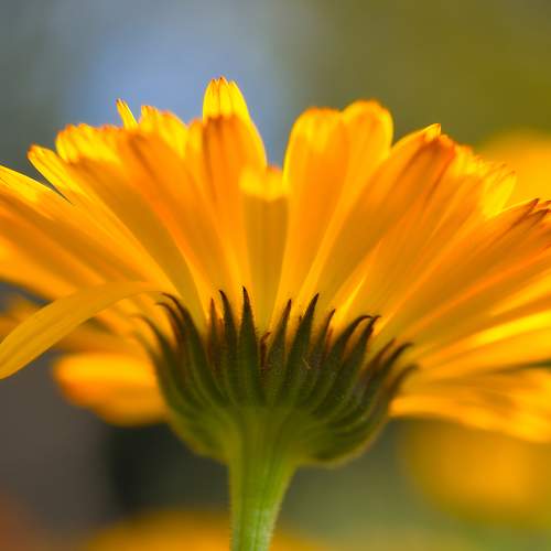 Photo #10871265