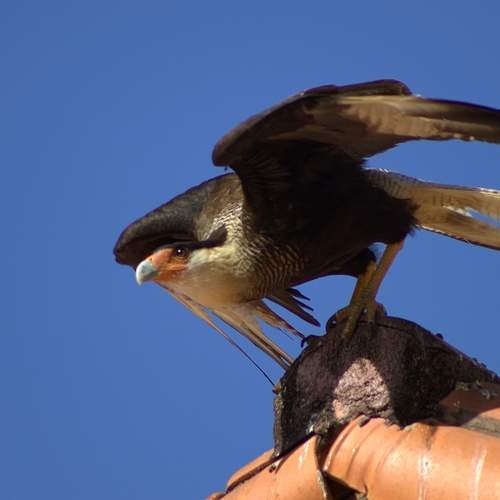 Photo #10871685