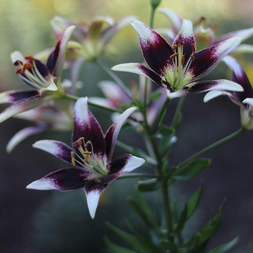 Photo #10872043