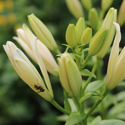 Photo #10872046