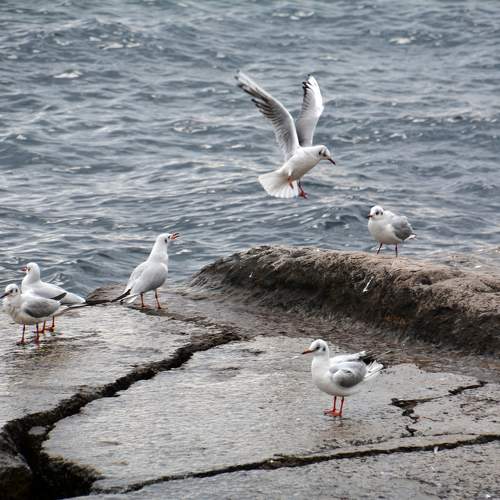 Photo #10872899