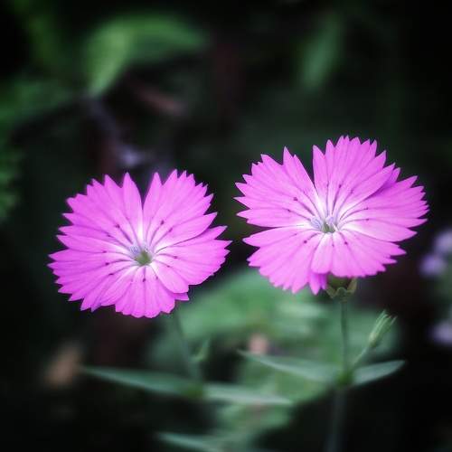 Photo #10873013