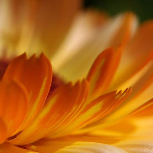 A study in orange tones.
