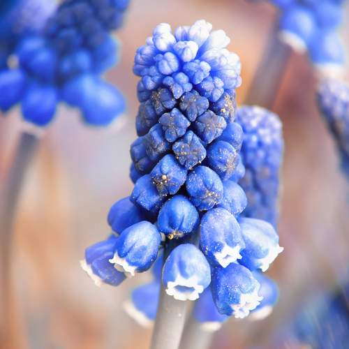Pink and blue