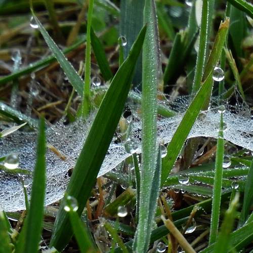 Web