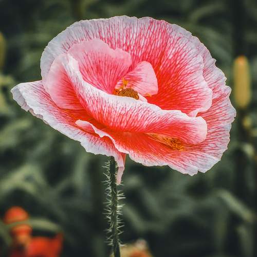 Photo #10876699
