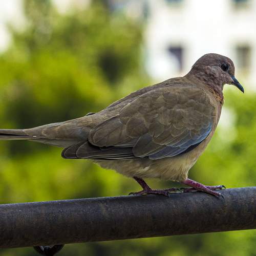 Photo #10876877