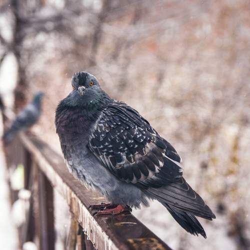 Photo #10877016