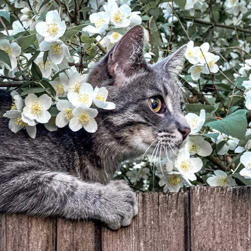Photo #10877043