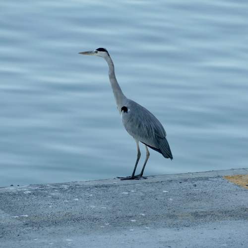 Photo #10877630