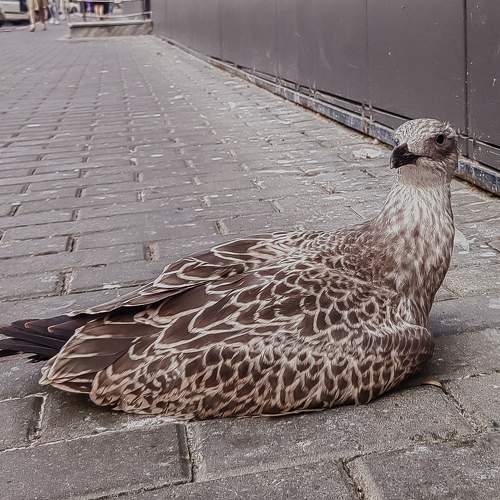 Photo #10877784