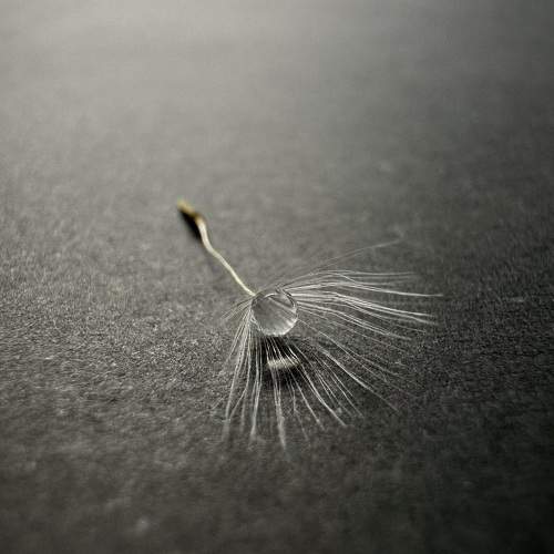 Photo #10877940
